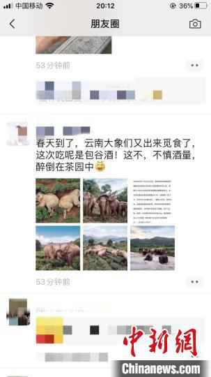 图为微信朋友圈疯传的大象醉倒茶园照片。 微信朋友圈截图 大象偷喝30公斤酒醉倒西双版纳茶园?官方:情况不实