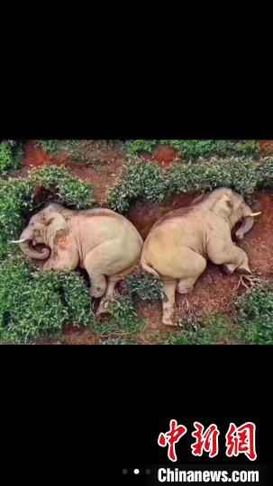 图为微信朋友圈疯传的大象醉倒茶园照片。 微信朋友圈截图 摄 大象偷喝30公斤酒醉倒西双版纳茶园?官方:情况不实