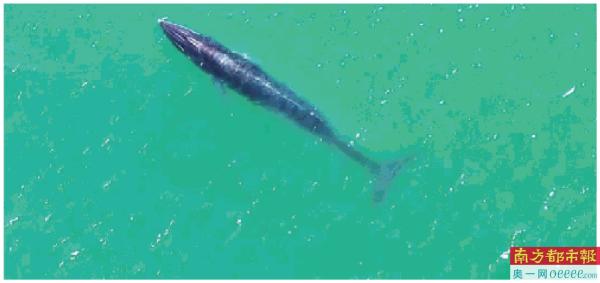 “小布”游走深港海域 专家:捕食状态活跃
